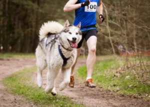 husky exercise